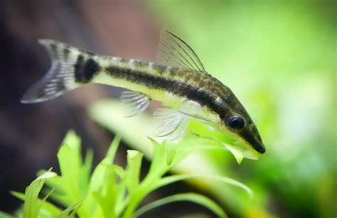 ottos fish|Otocinclus Catfish Care: Complete Guid.